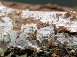 Attēlu rezultāti vaicājumam “Exidia cartilaginea”