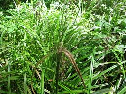 Attēlu rezultāti vaicājumam “Scirpus sylvaticus leaf”