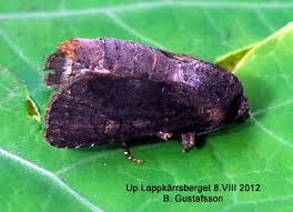 Attēlu rezultāti vaicājumam “Euxoa nigricans”