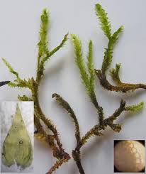 Attēlu rezultāti vaicājumam “Breidleria pratensis”