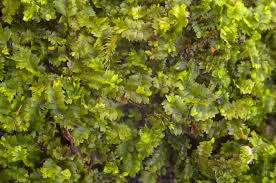 Attēlu rezultāti vaicājumam “Geocalyx graveolens”