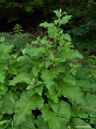 Attēlu rezultāti vaicājumam “Arctium lappa”