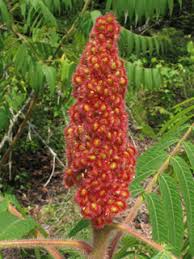 Attēlu rezultāti vaicājumam “Rhus typhina”