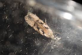 Attēlu rezultāti vaicājumam “Carpatolechia alburnella”