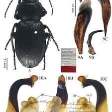 Attēlu rezultāti vaicājumam “Pterostichus quadrifoveolatus”
