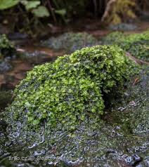Attēlu rezultāti vaicājumam “Chiloscyphus polyanthos”