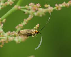 Attēlu rezultāti vaicājumam “Anacampsis blatariella”