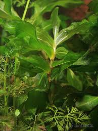 Attēlu rezultāti vaicājumam “Potamogeton praelongus”