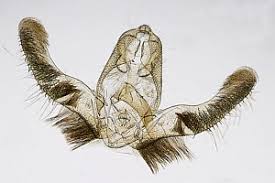 Attēlu rezultāti vaicājumam “Eudemis porphyrana”