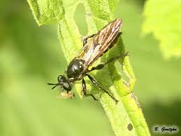 Attēlu rezultāti vaicājumam “Choerades sp.”