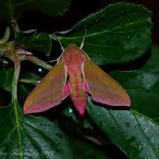 Attēlu rezultāti vaicājumam “Deilephila elpenor imago”