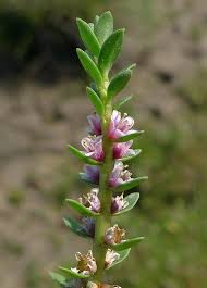 Attēlu rezultāti vaicājumam “Glaux maritima flower”
