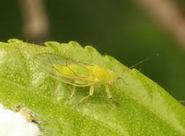 Attēlu rezultāti vaicājumam “Psylla alni”