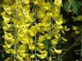 <b>Laburnum</b> anagyroides, <b>laburnum</b> - THE POISON GARDEN website