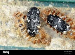 Attēlu rezultāti vaicājumam “Megatoma undata”