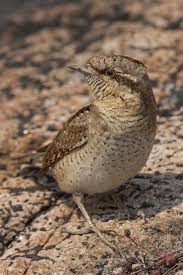 Image result for Jynx torquilla