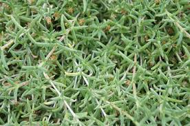 Attēlu rezultāti vaicājumam “Sedum pallidum bud”