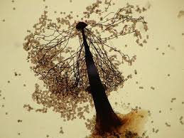 Attēlu rezultāti vaicājumam “Enerthenema papillatum”