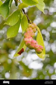 Attēlu rezultāti vaicājumam “Magnolia kobus fruit”