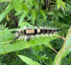 Attēlu rezultāti vaicājumam “Orgyia antiqua”