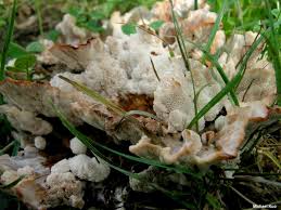 Attēlu rezultāti vaicājumam “Abortiporus biennis”