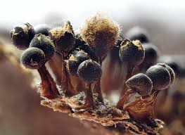 Attēlu rezultāti vaicājumam “Metatrichia floriformis stalked”