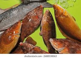 Image result for Labrus bergylta