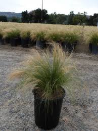 Attēlu rezultāti vaicājumam “Najas tenuissima leaf”