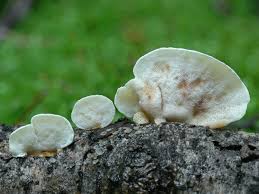 Attēlu rezultāti vaicājumam “Antrodiella faginea”