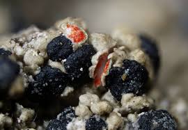 Attēlu rezultāti vaicājumam “Mycoblastus sanguinarius”