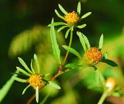 Attēlu rezultāti vaicājumam “Bidens frondosa flower”