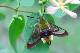 Attēlu rezultāti vaicājumam “Hemaris fuciformis”