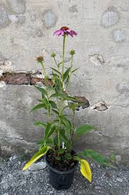 Attēlu rezultāti vaicājumam “Echinacea purpurea bud”