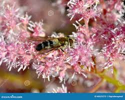 Attēlu rezultāti vaicājumam “Leucozona glaucia”