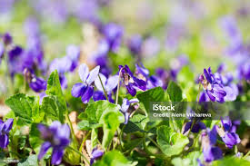 Attēlu rezultāti vaicājumam “Viola hirta flower”