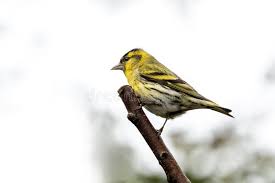 Attēlu rezultāti vaicājumam “Carduelis spinus female”