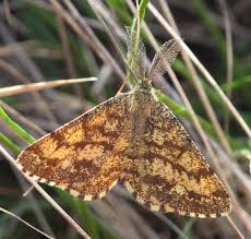 Attēlu rezultāti vaicājumam “Ematurga atomaria male”