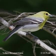 Image result for Vireo flavifrons