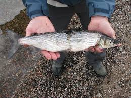 Image result for Coregonus clupeaformis