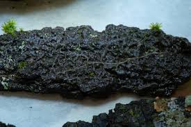 Attēlu rezultāti vaicājumam “Physarum ovisporum sessile”