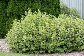 Attēlu rezultāti vaicājumam “Cornus alba”