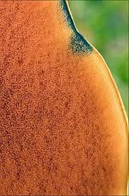 Attēlu rezultāti vaicājumam “Boletus luridus”