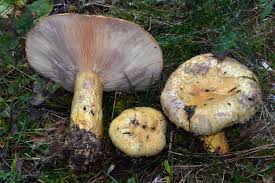 Attēlu rezultāti vaicājumam “Lactarius repraesentaneus”