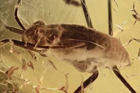 Attēlu rezultāti vaicājumam “Gerridae imago”