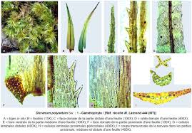 Attēlu rezultāti vaicājumam “Dicranum polysetum sporophyte”