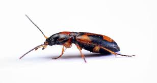 Attēlu rezultāti vaicājumam “Badister bullatus”