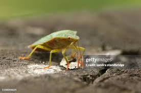 Attēlu rezultāti vaicājumam “Palomena prasina imago”