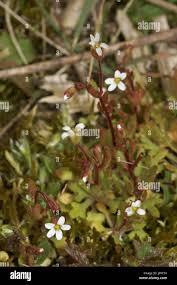 Attēlu rezultāti vaicājumam “Saxifraga tridactylites fruit”