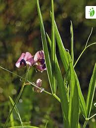 Attēlu rezultāti vaicājumam “Lathyrus sylvestris fruit”