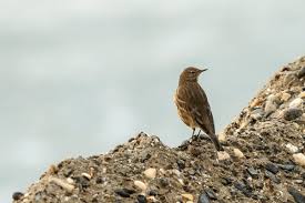 Attēlu rezultāti vaicājumam “Anthus petrosus”